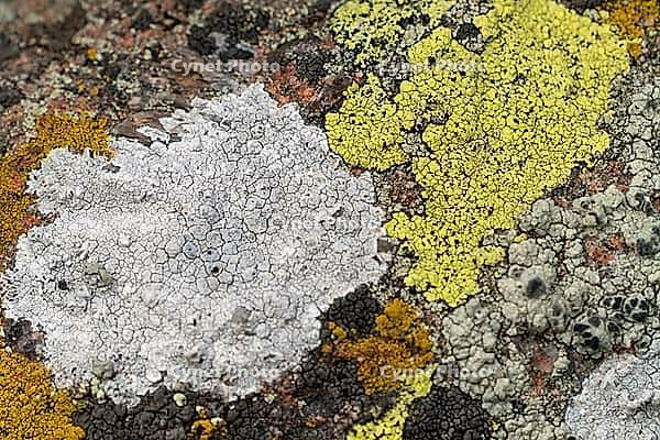 Several lichen species groving right next to one another not far from the ocean [IBR123790144]