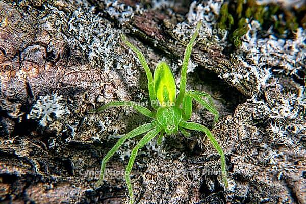 The Green huntsman spider has bright green colors [IBR123790145]