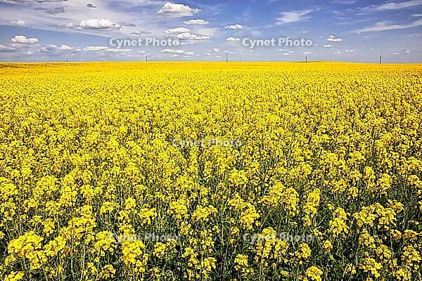 Rapsfelder in der Nähe von Karlovo, Bulgarien [IBR123790583]