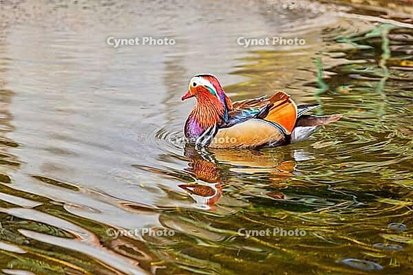 Die erstaunliche Mandarinente in Taormina, Sizilien [IBR123790636]