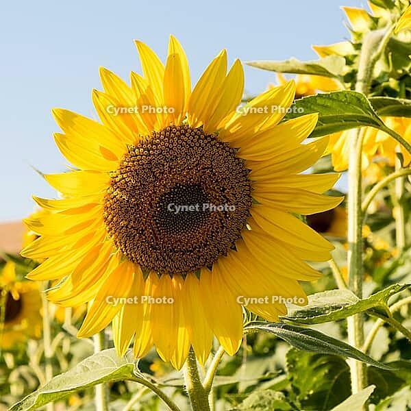 Beautiful natural big vibrant sunny sunflower plant [IBR123878869]