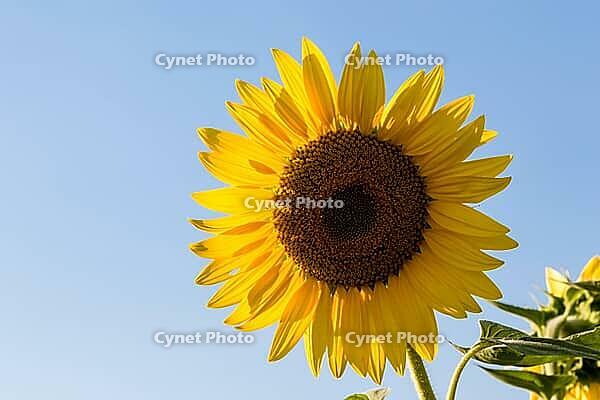 Beautiful natural big vibrant sunny sunflower plant [IBR123878870]