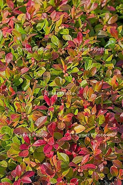 Close-up of gaultheria procumbens, also called the eastern teaberry ...