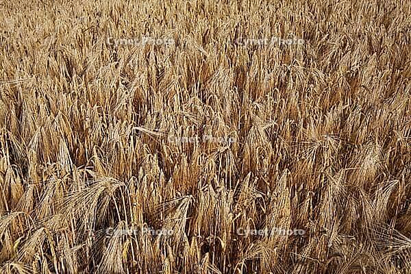 Barley field (Hordeum vulgare), Kempen, North Rhine-Westphalia, Germany [IBR123893286]