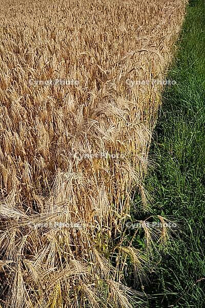 Barley field (Hordeum vulgare), Kempen, North Rhine-Westphalia, Germany [IBR123893287]