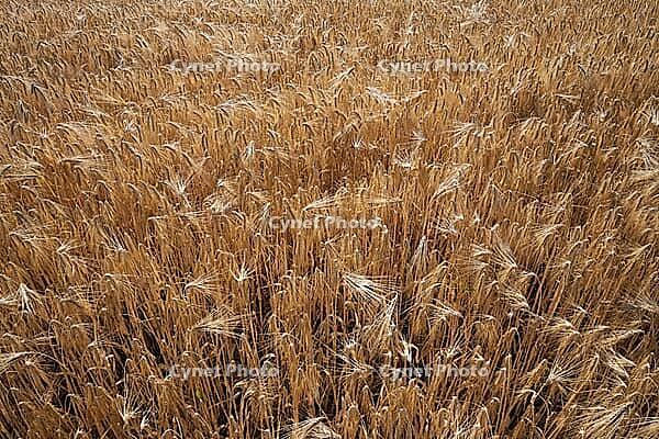 Barley field (Hordeum vulgare), Kempen, North Rhine-Westphalia, Germany [IBR123893288]