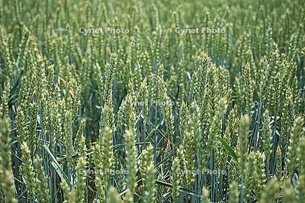 Wheat field (Triticum aestivum), Kempen, North Rhine-Westphalia, Germany [IBR123893289]