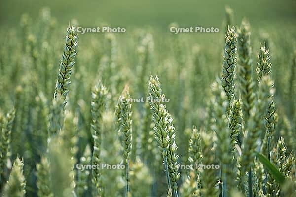 Wheat field (Triticum aestivum), Kempen, North Rhine-Westphalia, Germany [IBR123893290]