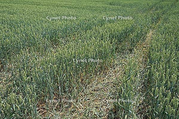 Wheat field (Triticum aestivum), Kempen, North Rhine-Westphalia, Germany [IBR123893291]