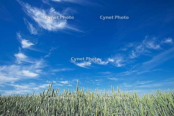 Fair weather clouds over a wheat field (Triticum aestivum), Kempen, North Rhine-Westphalia, Germany [IBR123893292]