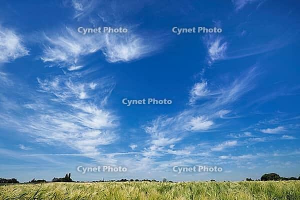Fair weather clouds over a cornfield, Kempen, North Rhine-Westphalia, Germany [IBR123893295]