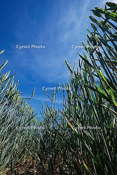 Wheat field (Triticum aestivum), Kempen, North Rhine-Westphalia, Germany [IBR123893297]