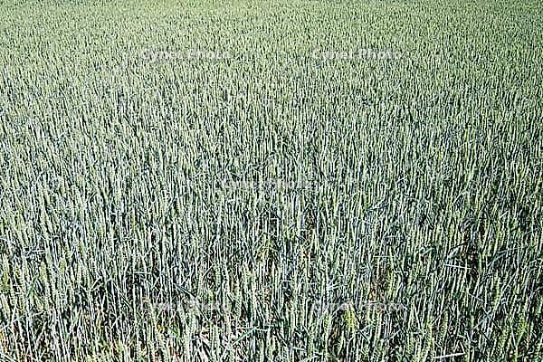 Wheat field (Triticum aestivum), Kempen, North Rhine-Westphalia, Germany [IBR123893298]