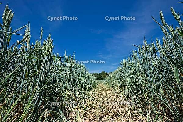 Wheat field (Triticum aestivum), Kempen, North Rhine-Westphalia, Germany [IBR123893299]
