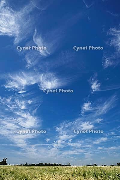 Fair weather clouds over a cornfield, Kempen, North Rhine-Westphalia, Germany [IBR123893300]