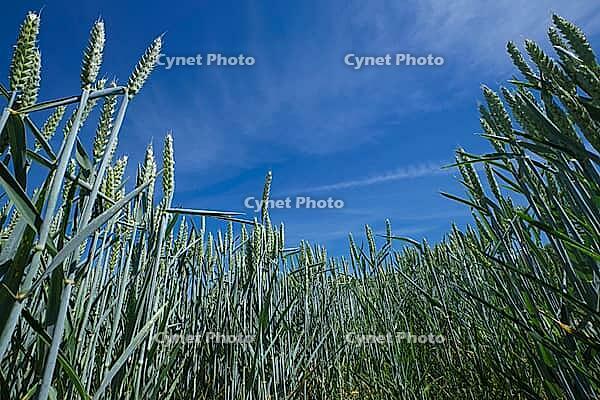 Wheat field (Triticum aestivum), Kempen, North Rhine-Westphalia, Germany [IBR123893301]