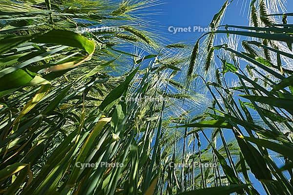 Barley field (Hordeum vulgare), Kempen, North Rhine-Westphalia, Germany [IBR123893302]