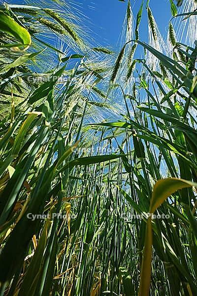Barley field (Hordeum vulgare), Kempen, North Rhine-Westphalia, Germany [IBR123893303]