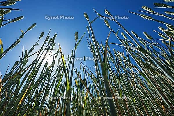 Wheat field (Triticum aestivum), Kempen, North Rhine-Westphalia, Germany [IBR123893304]