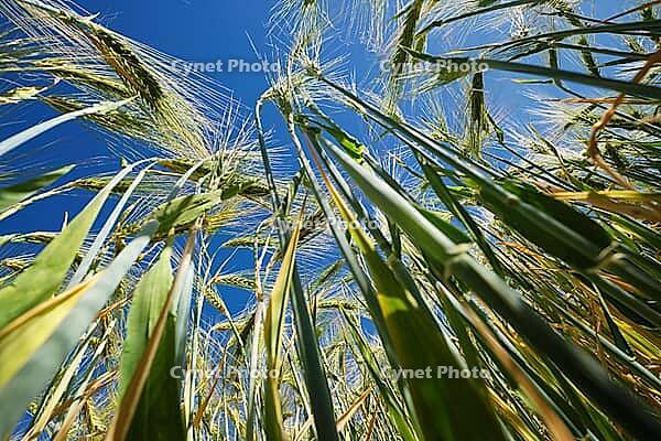 Barley field (Hordeum vulgare), Kempen, North Rhine-Westphalia, Germany [IBR123893305]