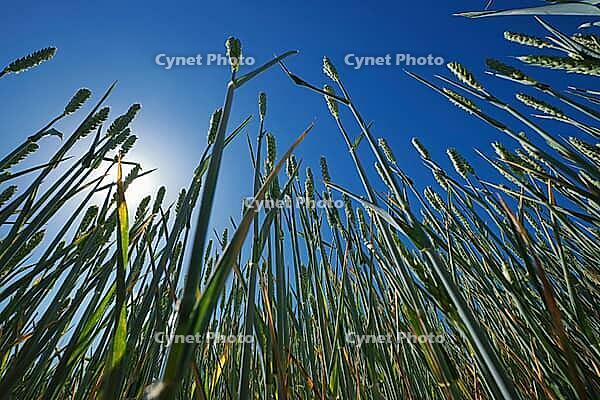 Wheat field (Triticum aestivum), Kempen, North Rhine-Westphalia, Germany [IBR123893306]