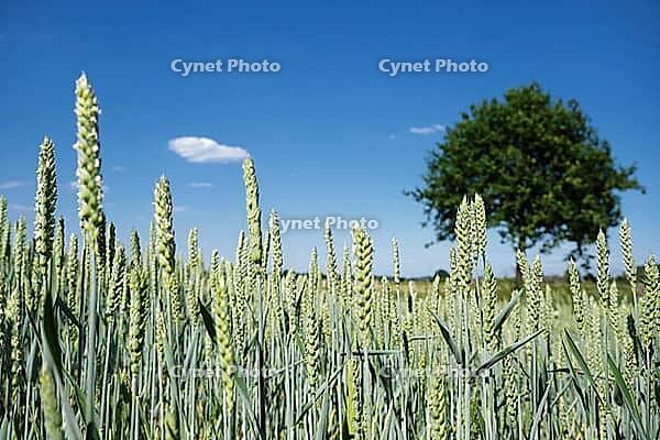 Wheat field (Triticum aestivum), Kempen, North Rhine-Westphalia, Germany [IBR123893308]