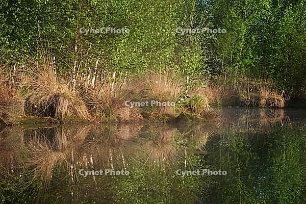 Bog birch (Betula pubescens) on the shore of a small lake, trees reflected in the water, Molberger Dose, Molbergen, Lower Saxony, Germany [IBR123893309]