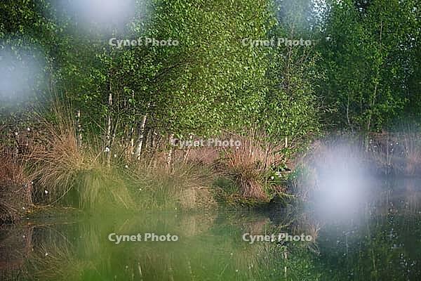 Bog birch (Betula pubescens) on the shore of a small lake, trees reflected in the water, Molberger Dose, Molbergen, Lower Saxony, Germany [IBR123893310]