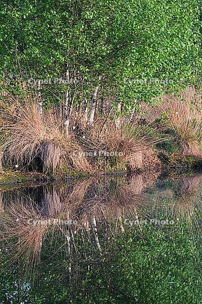 Bog birch (Betula pubescens) on the shore of a small lake, trees reflected in the water, Molberger Dose, Molbergen, Lower Saxony, Germany [IBR123893311]
