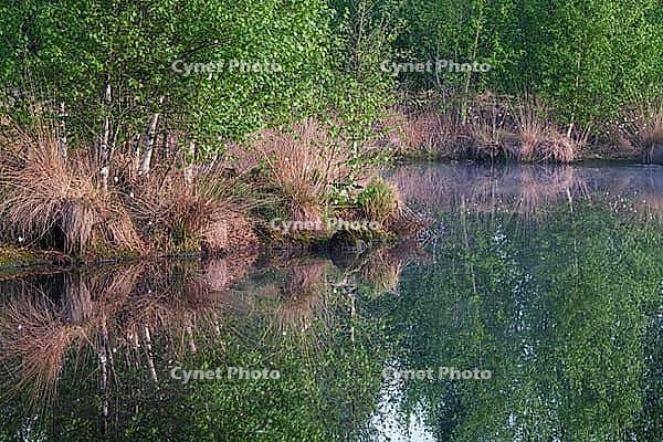 Bog birch (Betula pubescens) on the shore of a small lake, trees reflected in the water, Molberger Dose, Molbergen, Lower Saxony, Germany [IBR123893312]