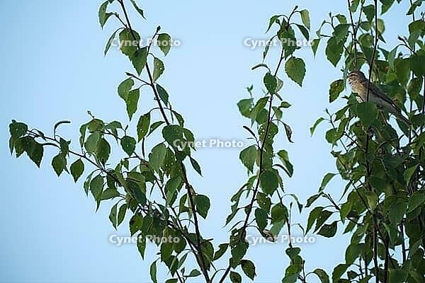 Willow warbler (Phylloscopus trochilus) singing in a bog birch (Betula pubescens), Molberger Dose, Molbergen, Lower Saxony, Germany [IBR123893313]
