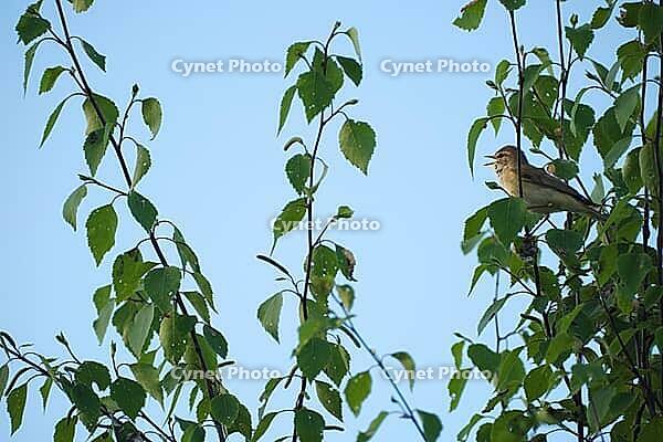 Willow warbler (Phylloscopus trochilus) singing in a bog birch (Betula pubescens), Molberger Dose, Molbergen, Lower Saxony, Germany [IBR123893314]