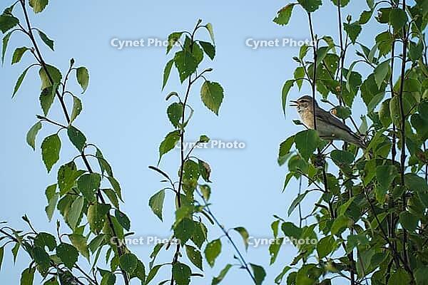 Willow warbler (Phylloscopus trochilus) singing in a bog birch (Betula pubescens), Molberger Dose, Molbergen, Lower Saxony, Germany [IBR123893315]