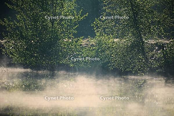 Bog birch (Betula pubescens) on the shore of a small lake in backlight, fog over the water, Molberger Dose, Molbergen, Lower Saxony, Germany [IBR123893317]