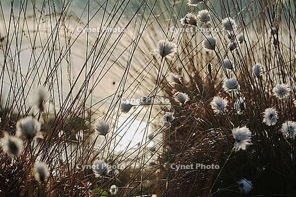 Cotton grass (Eriophorum) against the light, Molberger Dose, Molbergen, Lower Saxony, Germany [IBR123893318]