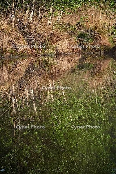 Bog birch (Betula pubescens) on the shore of a small lake, trees reflected in the water, Molberger Dose, Molbergen, Lower Saxony, Germany [IBR123893319]