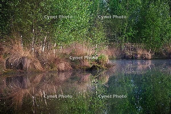 Bog birch (Betula pubescens) on the shore of a small lake, trees reflected in the water, Molberger Dose, Molbergen, Lower Saxony, Germany [IBR123893320]