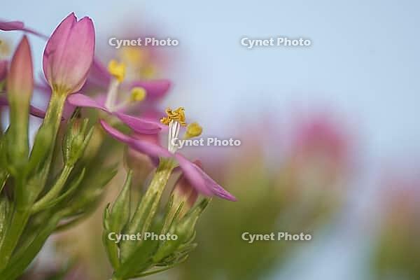 Close-up of the flowering common centaury (Centaurium erythraea), Kempen, North Rhine-Westphalia, Germany [IBR123893322]
