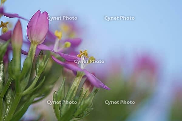 Close-up of the flowering common centaury (Centaurium erythraea), Kempen, North Rhine-Westphalia, Germany [IBR123893323]
