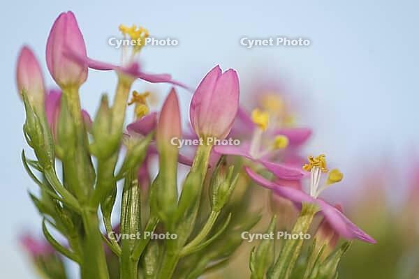 Close-up of the flowering common centaury (Centaurium erythraea), Kempen, North Rhine-Westphalia, Germany [IBR123893324]