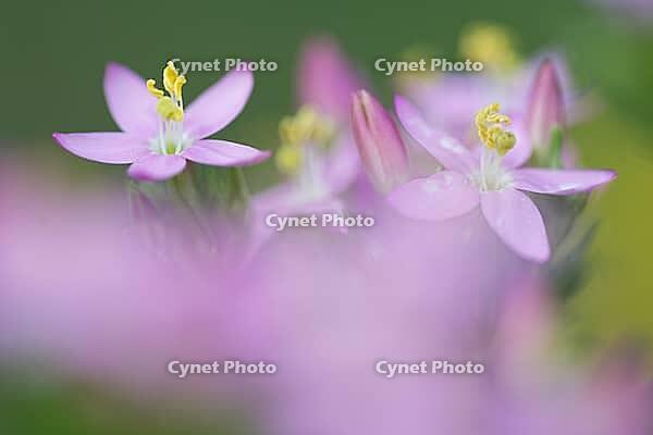 Close-up of the flowering common centaury (Centaurium erythraea), Kempen, North Rhine-Westphalia, Germany [IBR123893325]