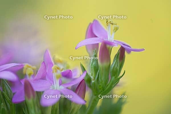 Close-up of the flowering common centaury (Centaurium erythraea), Kempen, North Rhine-Westphalia, Germany [IBR123893326]