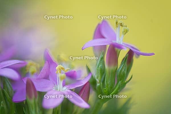 Close-up of the flowering common centaury (Centaurium erythraea), Kempen, North Rhine-Westphalia, Germany [IBR123893328]