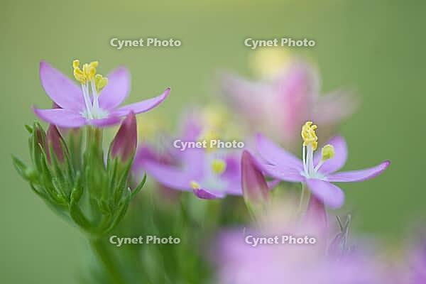 Close-up of the flowering common centaury (Centaurium erythraea), Kempen, North Rhine-Westphalia, Germany [IBR123893329]