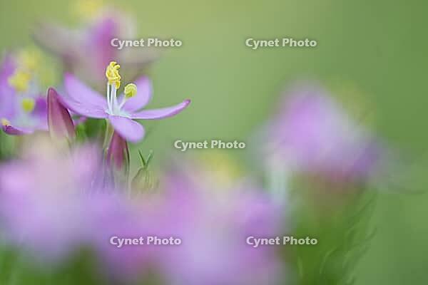 Close-up of the flowering common centaury (Centaurium erythraea), Kempen, North Rhine-Westphalia, Germany [IBR123893330]