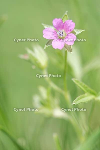 Close-up of flowering stinking cranesbill (Geranium robertianum), Kempen, North Rhine-Westphalia, Germany [IBR123893331]