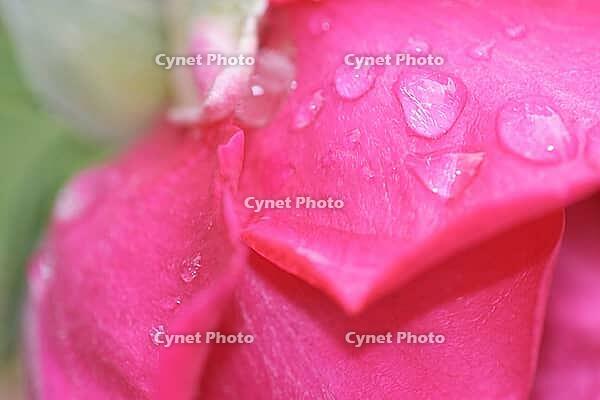 Close-up of a rose (Rosa) blossom with raindrops, Kempen, North Rhine-Westphalia, Germany [IBR123893332]