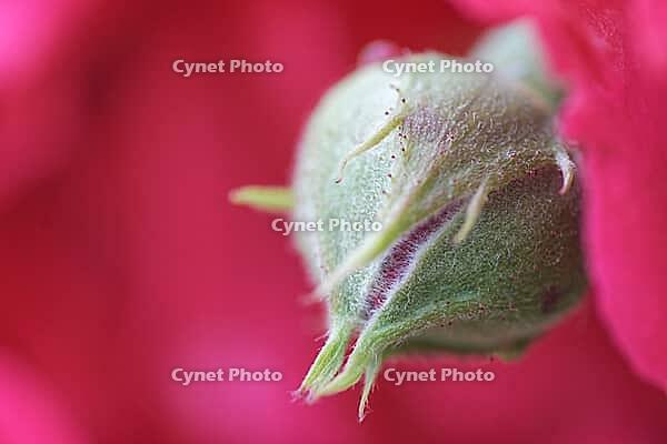 Close-up of a rose (Rosa) flower bud, Kempen, North Rhine-Westphalia, Germany [IBR123893334]