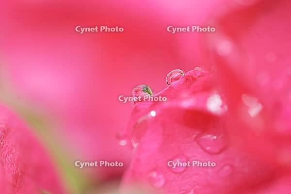 Close-up of a rose (Rosa) blossom with raindrops, Kempen, North Rhine-Westphalia, Germany [IBR123893335]