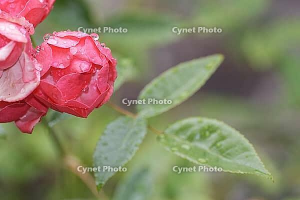 Close-up of a rose (Rosa) blossom with raindrops, Kempen, North Rhine-Westphalia, Germany [IBR123893337]